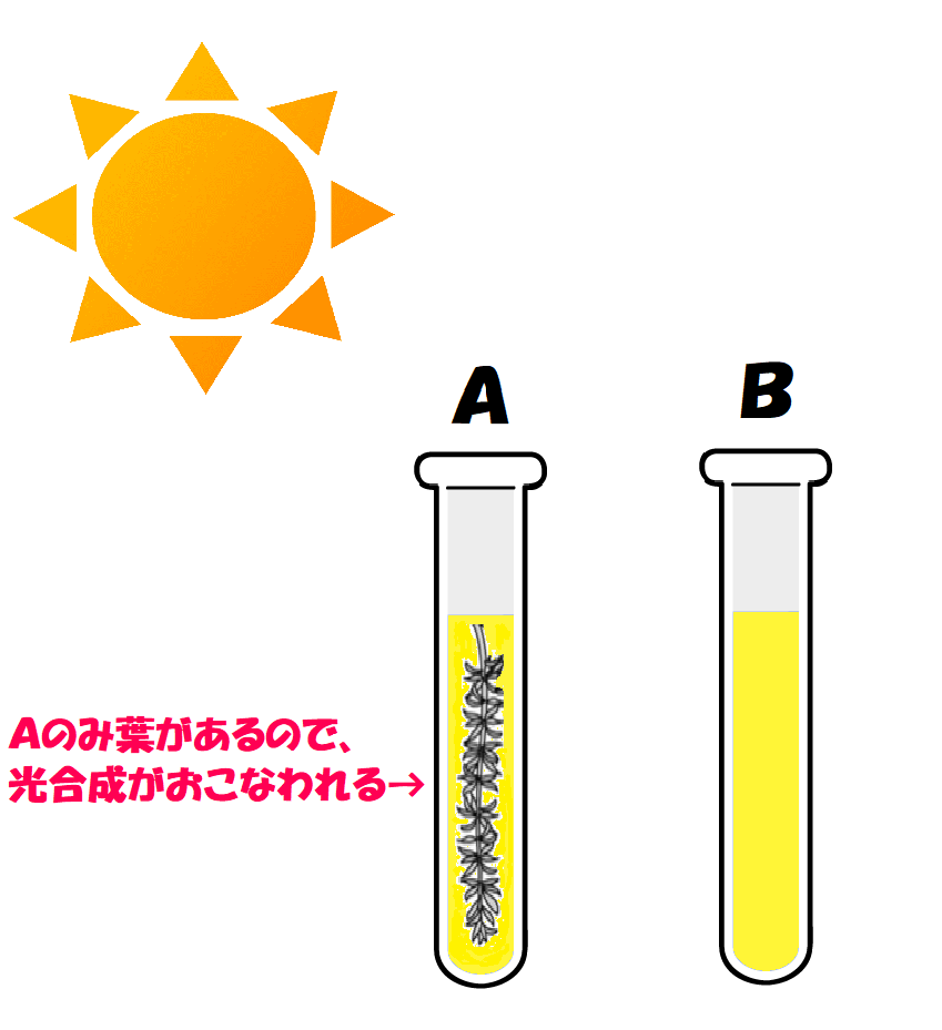 日光に当てる