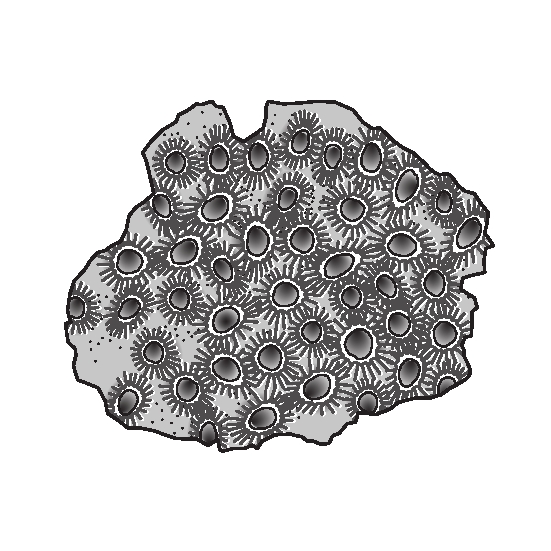 サンゴの化石の図