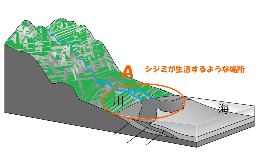 シジミが生活する場所