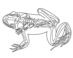 両生類の骨格