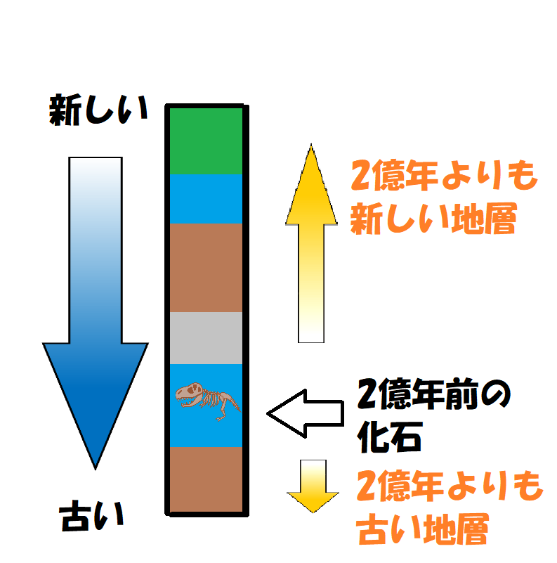 化石からわかる地層の古さと新しさ