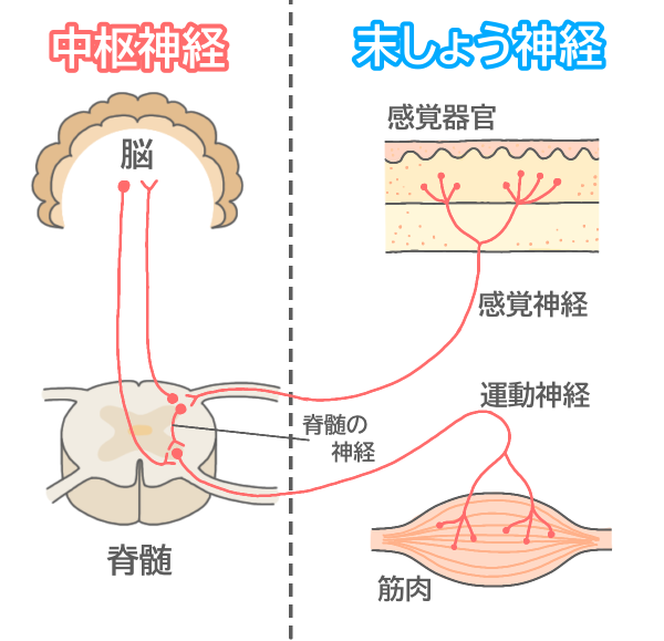 神経系