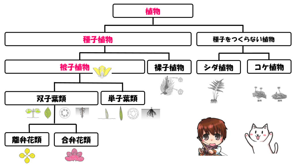 被子植物の分類