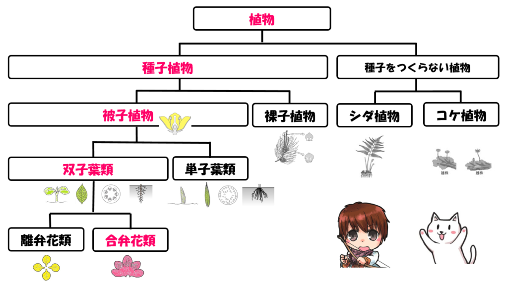 合弁花類の分類