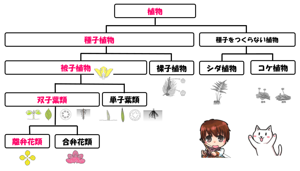 植物の分類【アブラナ】