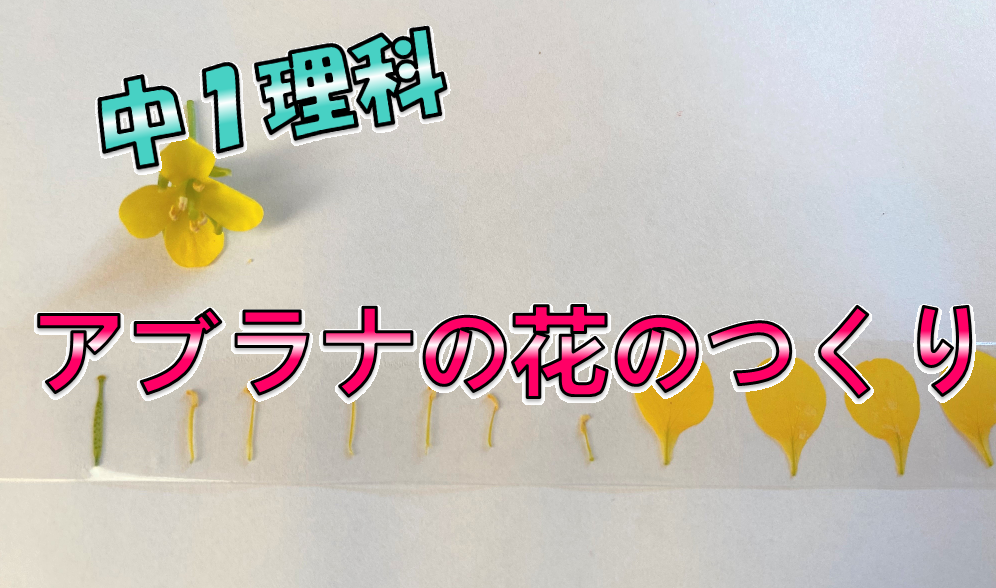 アブラナの花のつくり