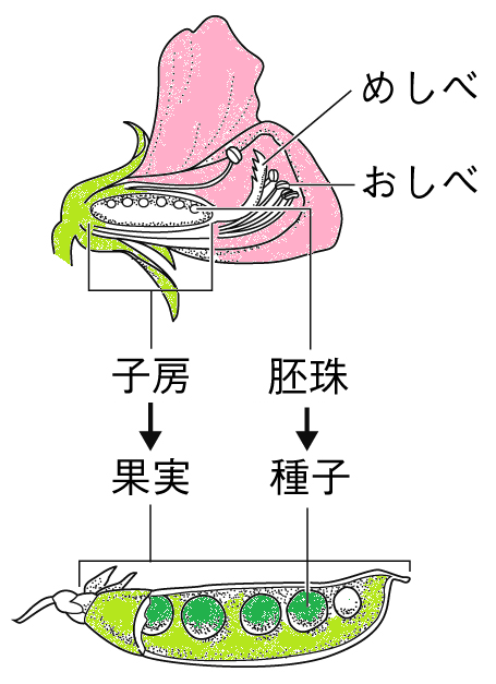 エンドウの受粉後の様子