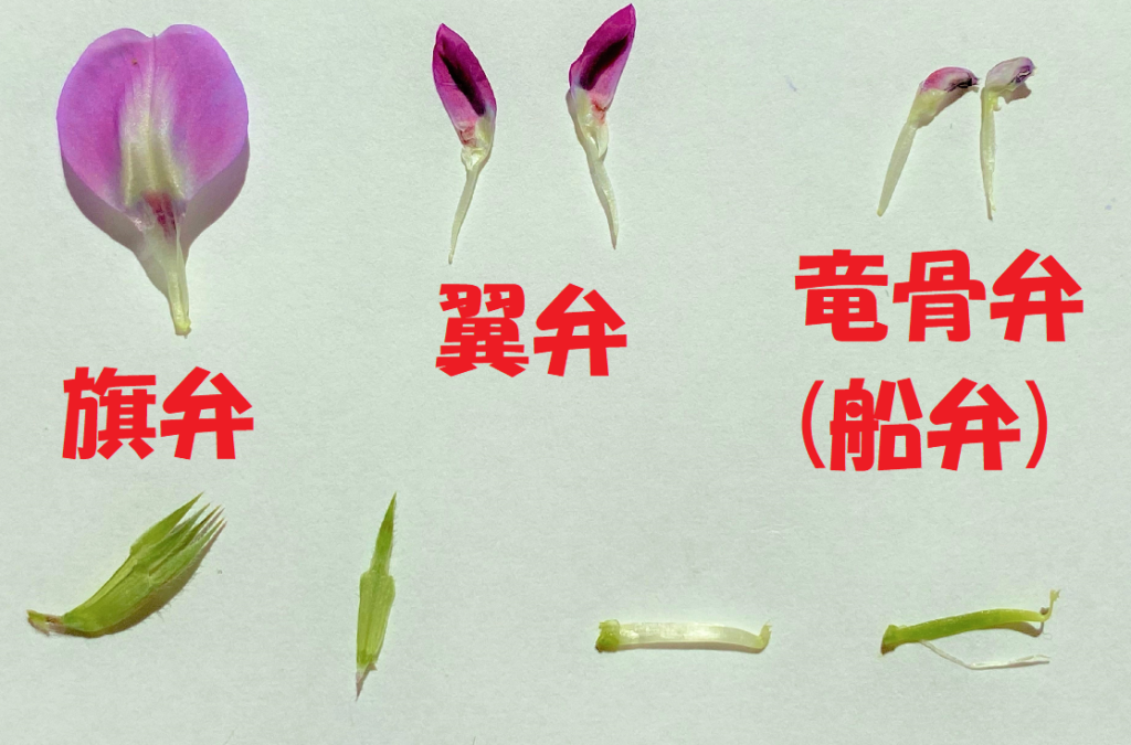 エンドウの花弁の名前