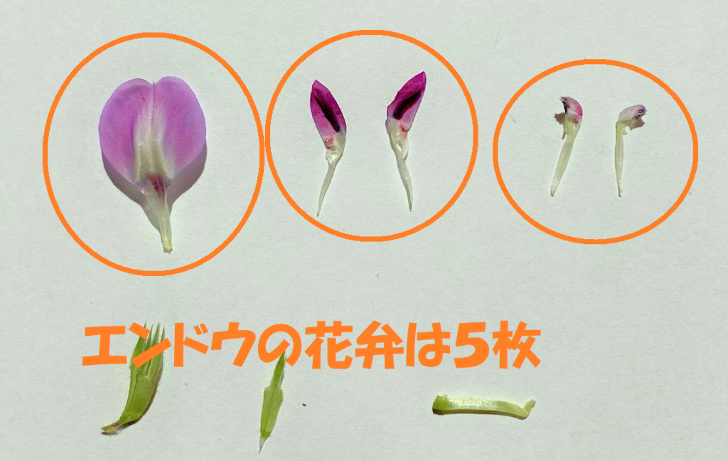 エンドウの花弁の数は５枚