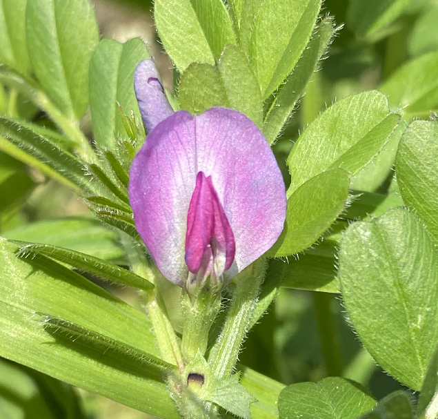 エンドウの１つの花