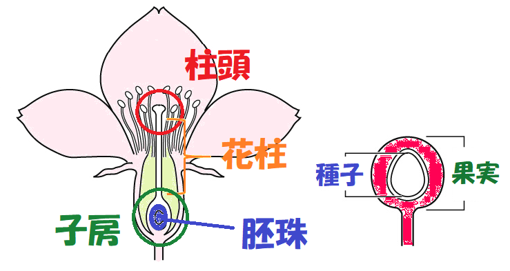 サクラのめしべの受粉後