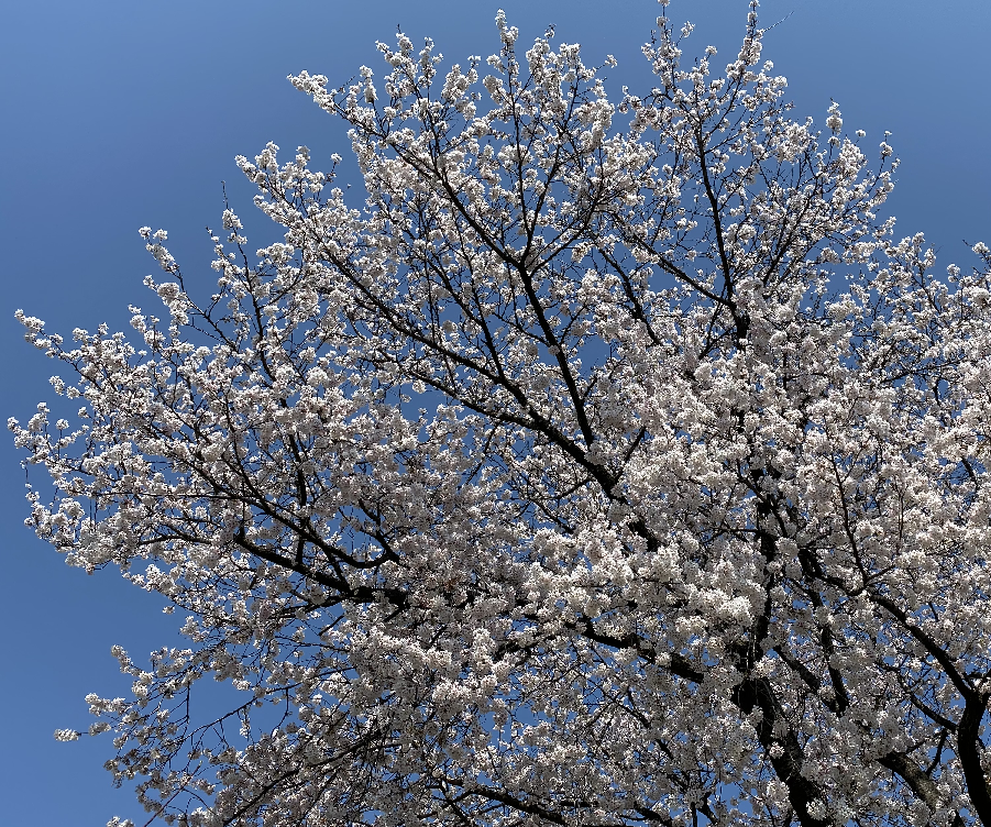 サクラの花の写真