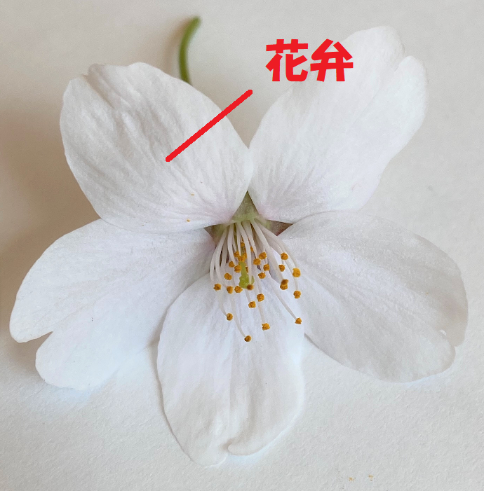 サクラの花弁