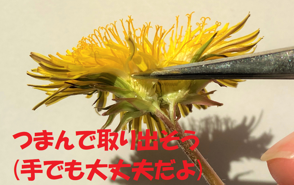 タンポポの1つの花を取り出す