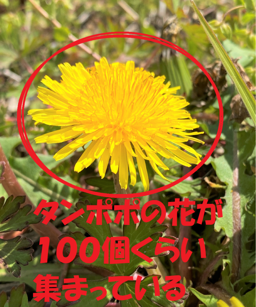 タンポポの花の集まり