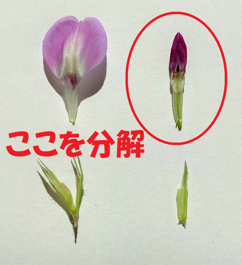 花の中心を分解