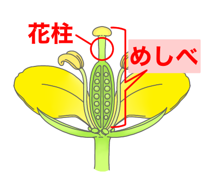 花柱