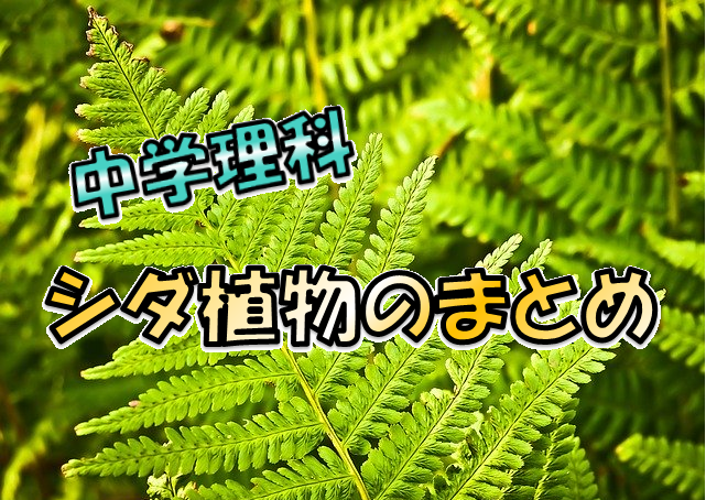 シダ植物とは？中学生向けに解説