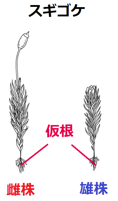 コケ植物とは？中学生向けに解説, 画像サイズ:399x675