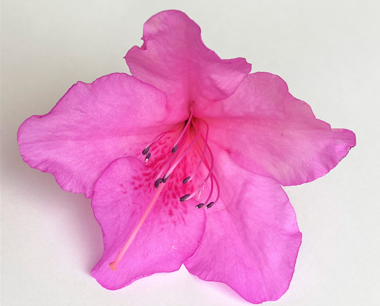 【中学理科】ツツジの花のつくりを解説