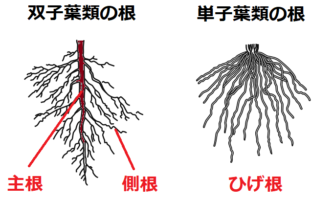 主根と側根・ひげ根・根毛の違いを解説!