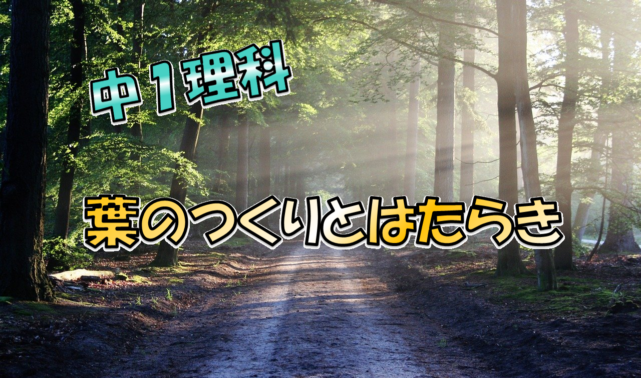 葉のつくりとはたらきを中学生向けに解説!