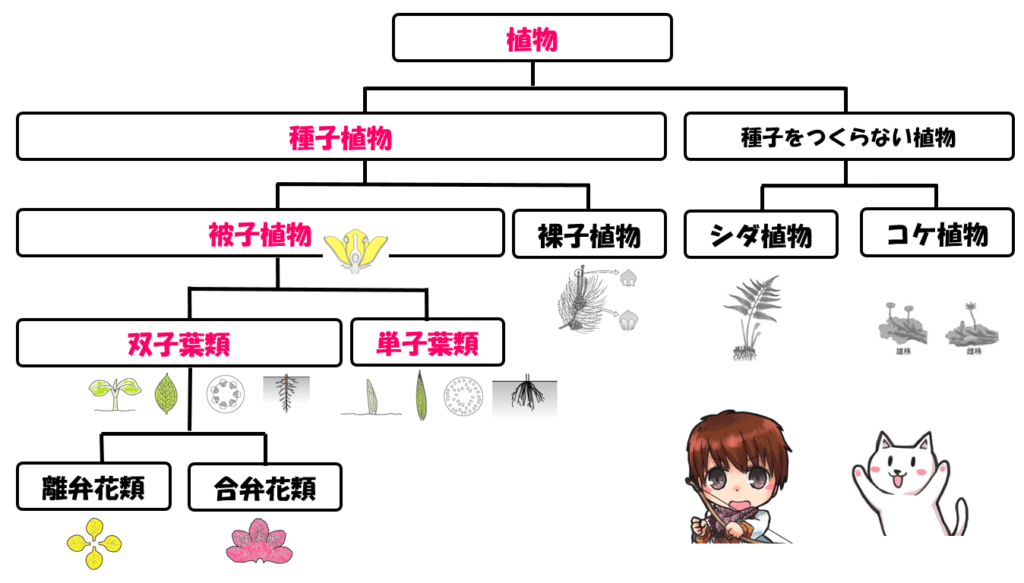 双子葉類と単子葉類の分類