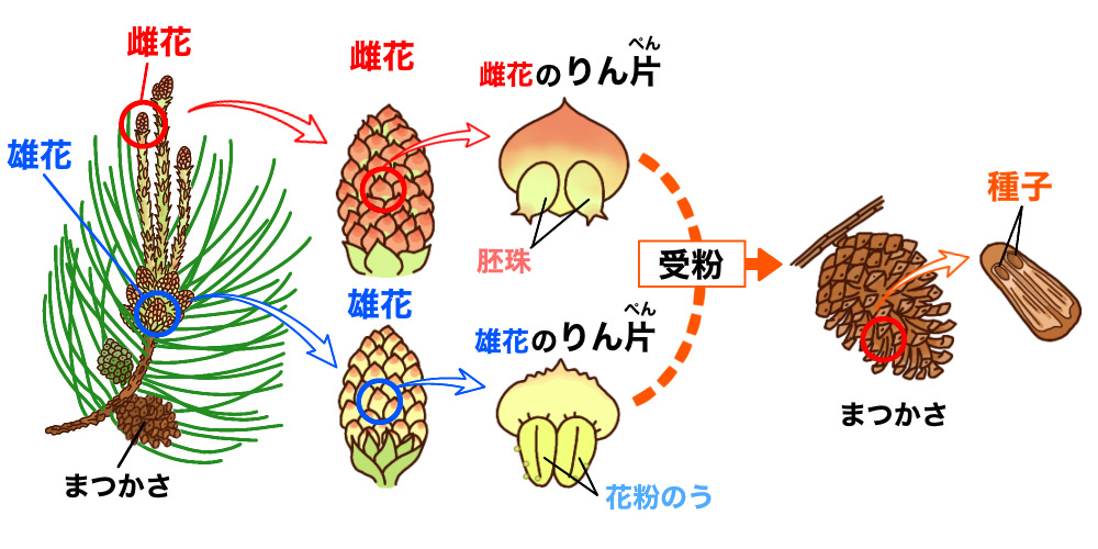 マツの花のまとめ