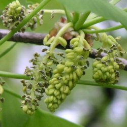 イチョウの雄花