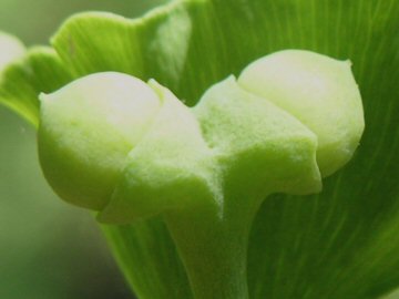 イチョウの雌花