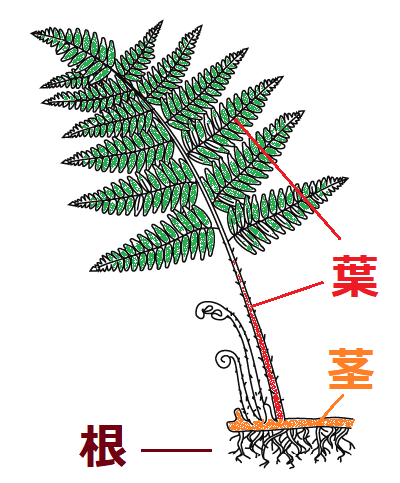 イヌワラビの根・茎・葉