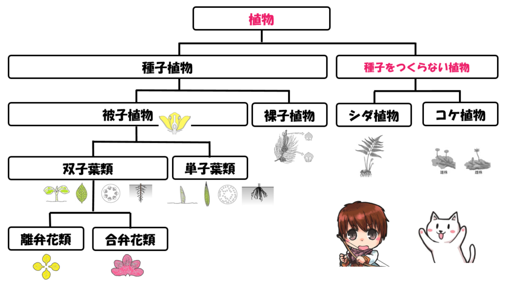 コケ植物は種子をつくらない