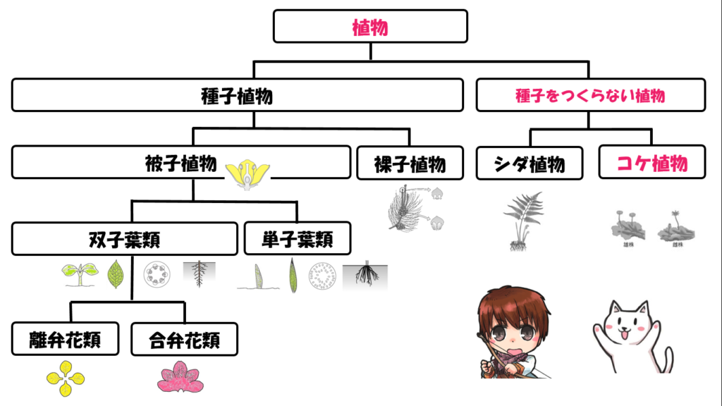 コケ植物は維管束がない