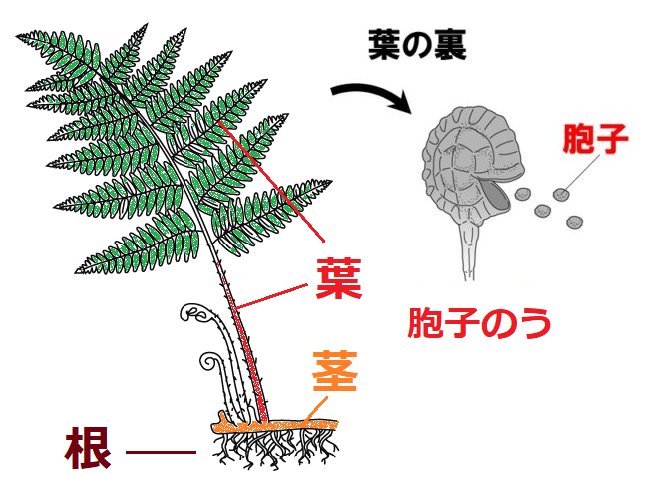 シダのなかまの増やし方