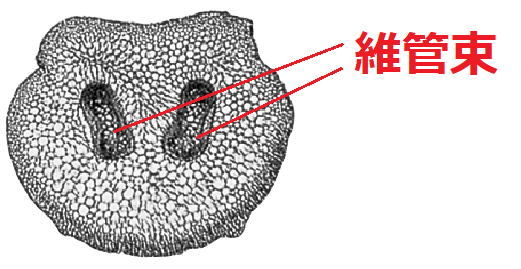 シダ植物の維管束