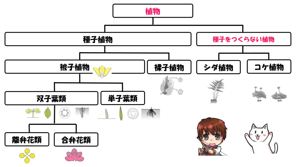 シダ植物は種子をつくらない