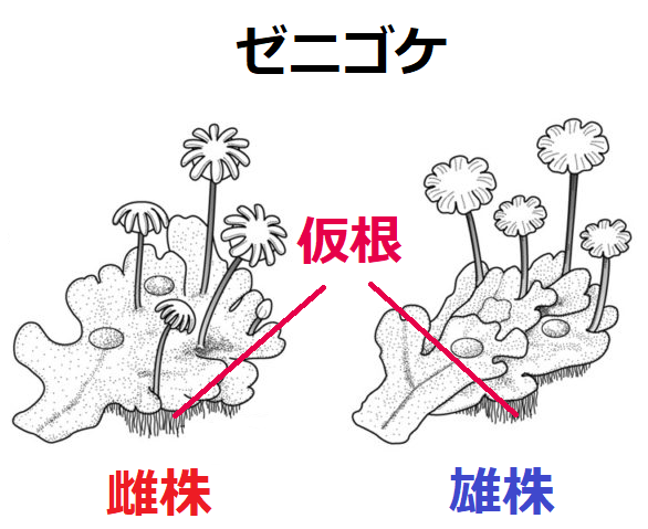 ゼニゴケの仮根