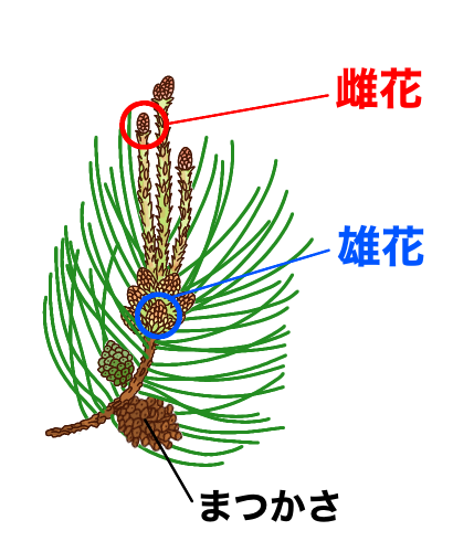 マツの花のイラスト