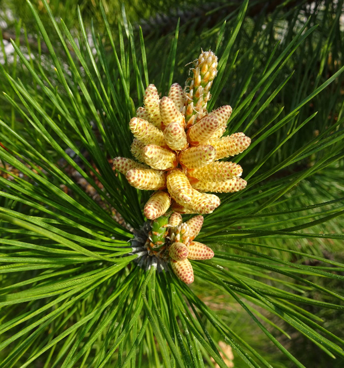 マツの雄花