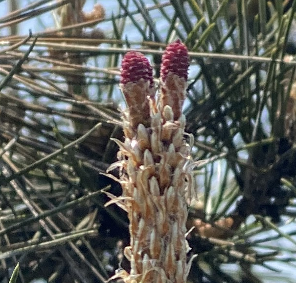 マツの雌花の写真