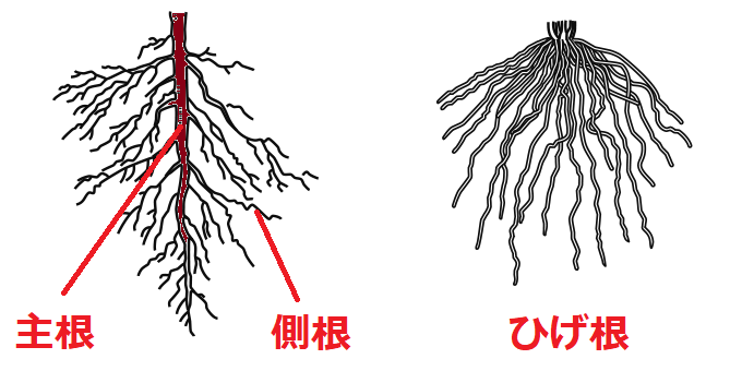 主根、側根、ひげ根