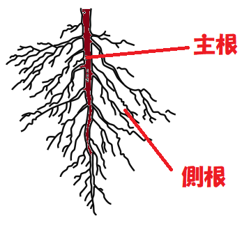 主根と側根２