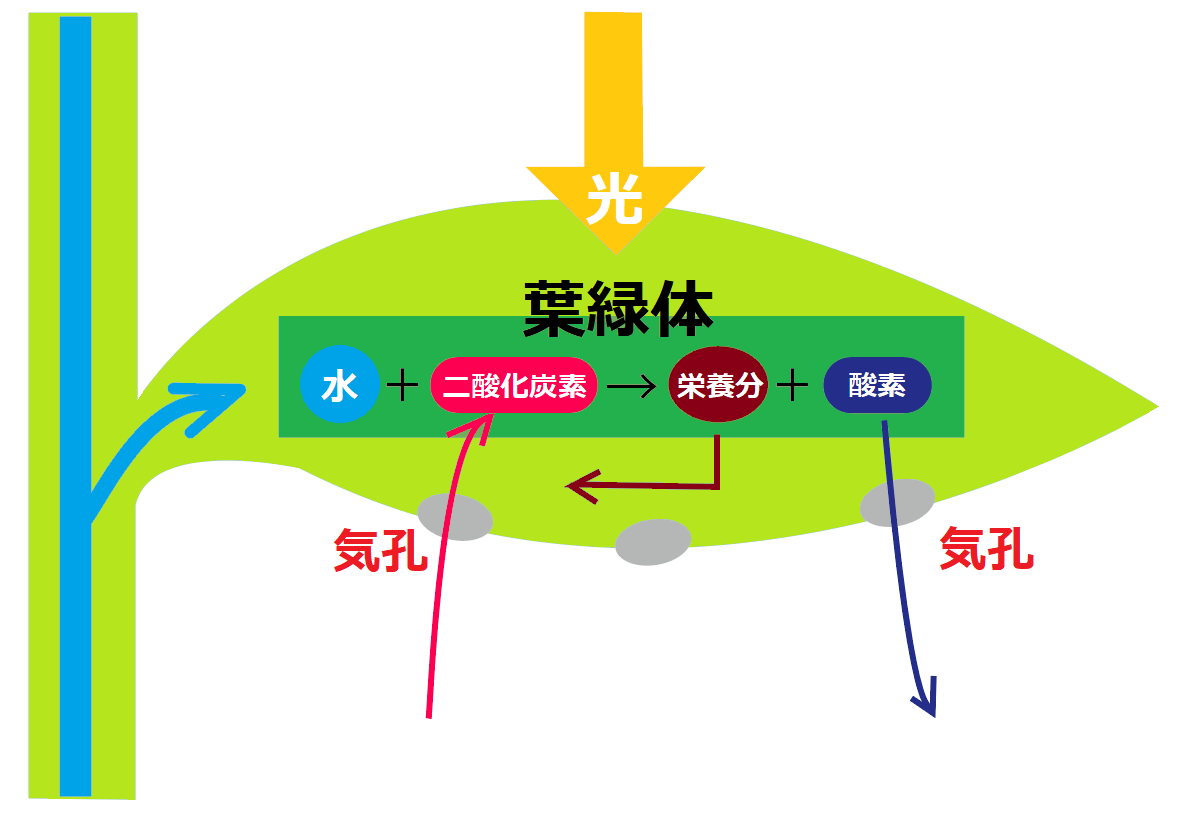 光合成のしくみ