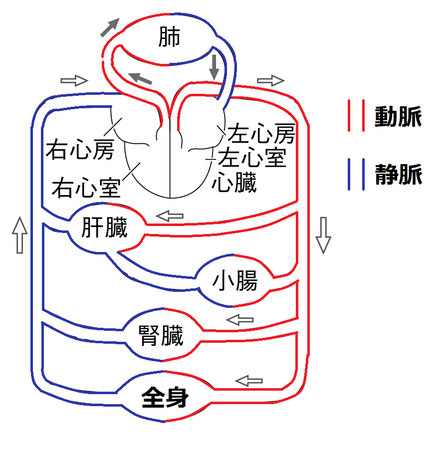 全身の血管