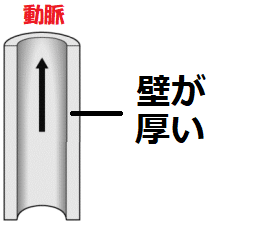 動脈は壁が厚い