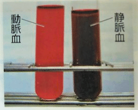 動脈血と静脈血の写真