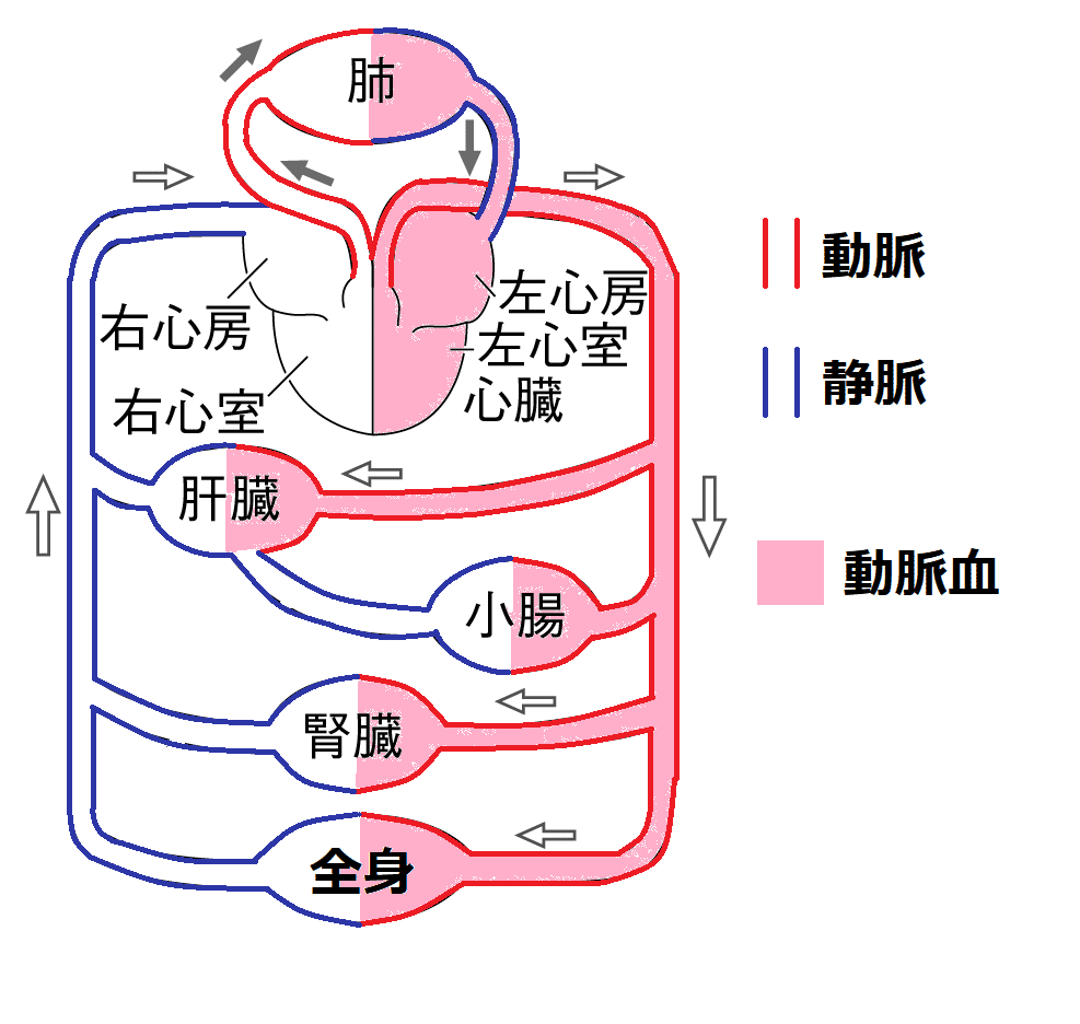 動脈血の画像