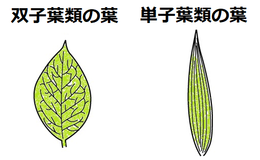 単子葉類と双子葉類の葉脈