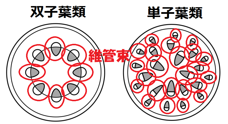 双子葉類と単子葉類の維管束