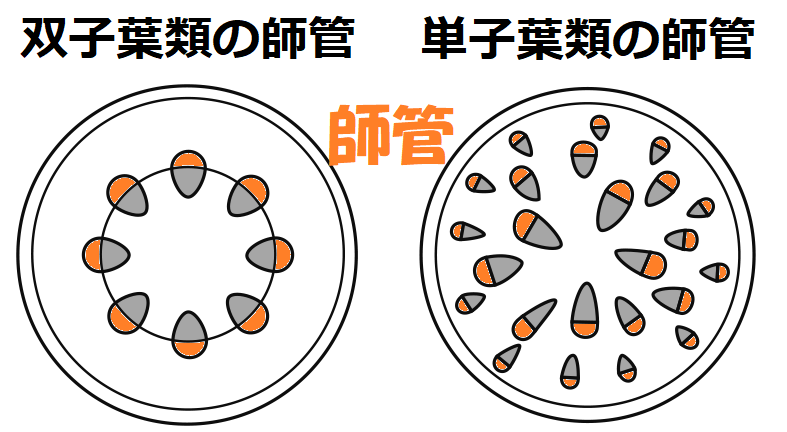 双子葉類の師管・単子葉類の師管